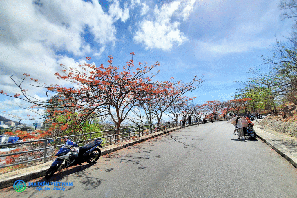 Cây hoa Phượng Núi nhỏ Vũng Tàu - Ngọn Hải Đăng Núi Nhỏ Vũng Tàu - Địa Điểm Việt Nam